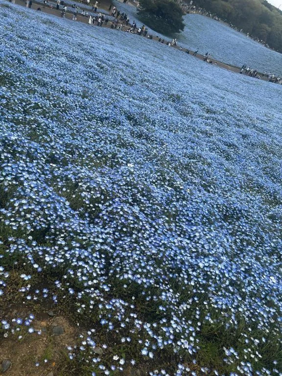 ねね