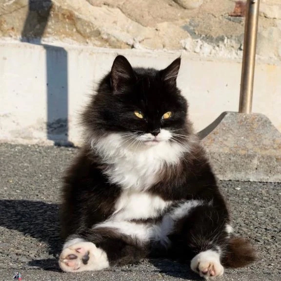 ひまわり