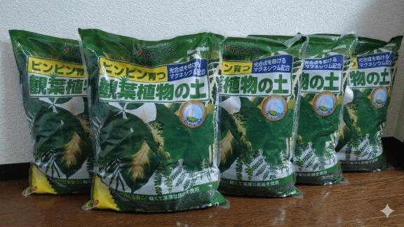 ここ