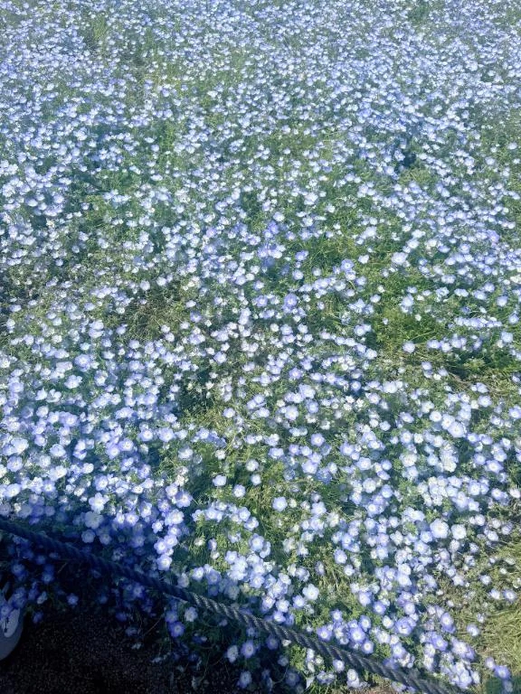あまね