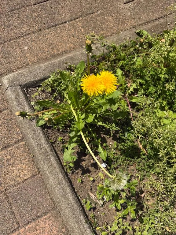 ねね
