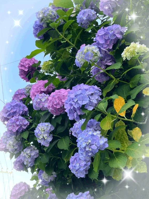 みく