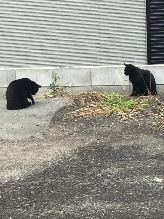 ひかる