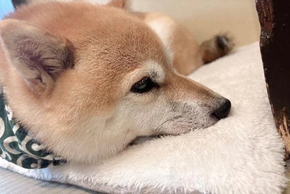 ゆり