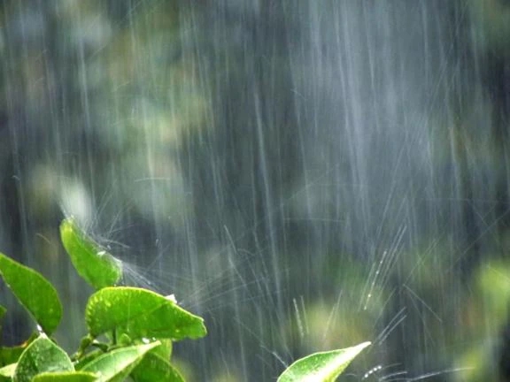 喜彩(きいろ)