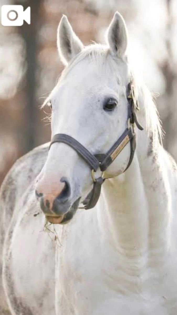 菜々緒(ななお)